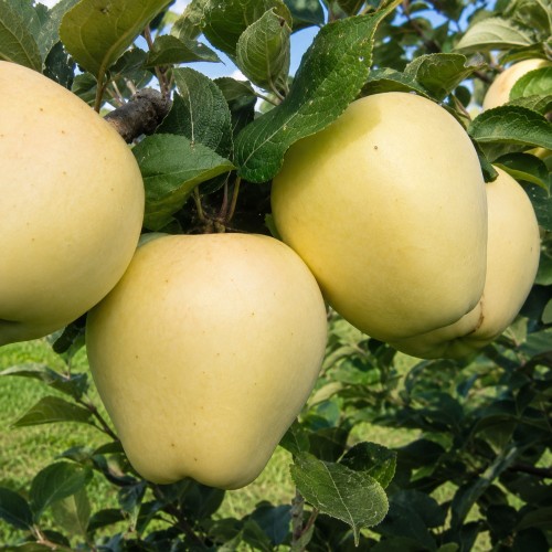 Malus domestica 'Pärnu Tuviõun' - Õunapuu 'Pärnu Tuviõun' C6/6L Malus domestica 'Pärnu Tuviõun' - Õunapuu 'Pärnu Tuviõun' C6/6L
